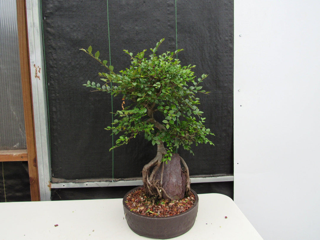 27 Year Old Chinese Elm Specimen Root Over Rock Bonsai Tree Back