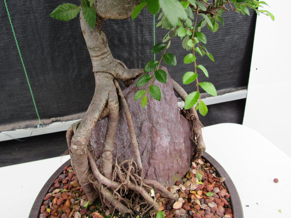 27 Year Old Chinese Elm Specimen Root Over Rock Bonsai Tree Roots Back