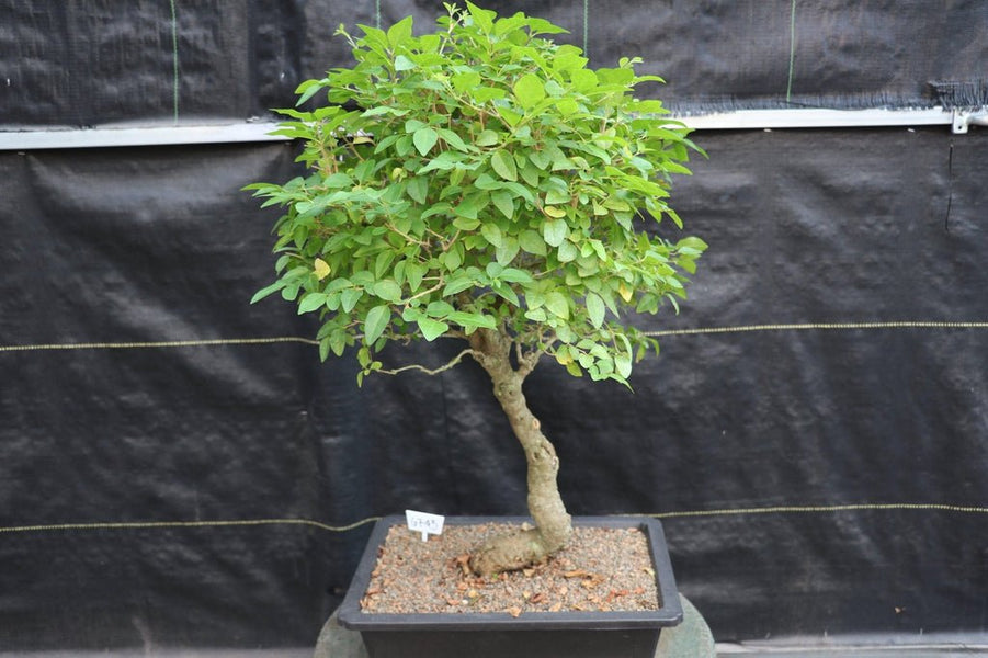 27 Year Old Flowering Ligustrum Specimen Bonsai Tree