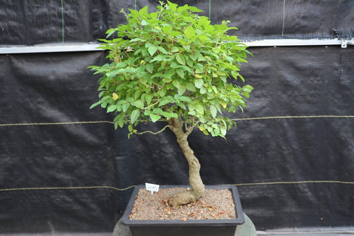 27 Year Old Flowering Ligustrum Specimen Bonsai Tree - Curved Trunk Style