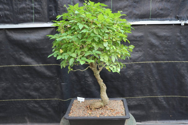 27-Year-Old-Flowering-