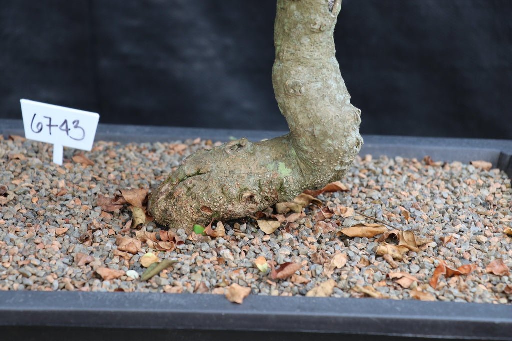 27 Year Old Flowering Ligustrum Curved Trunk Specimen Bonsai Tree