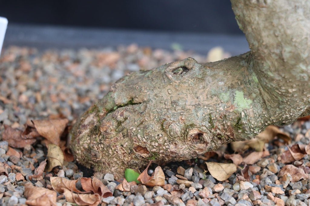 27 Year Old Flowering Ligustrum Curved Trunk Specimen Bonsai Tree Trunk