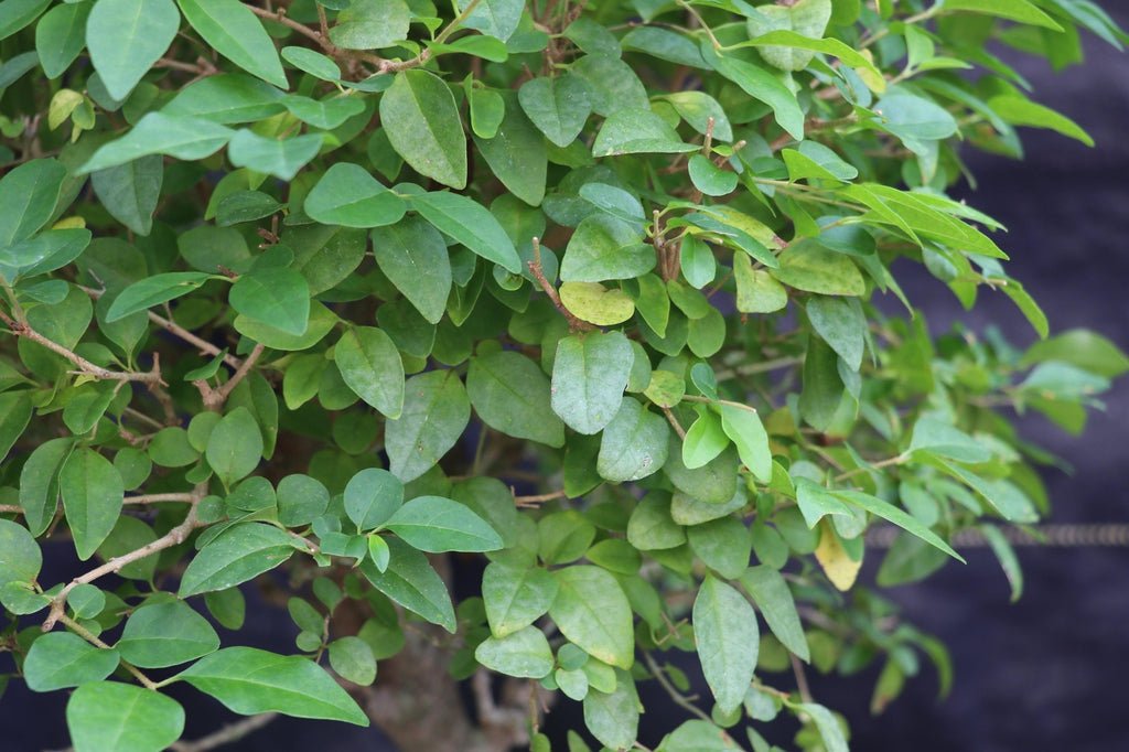 27 Year Old Flowering Ligustrum Curved Trunk Specimen Bonsai Tree Leaves