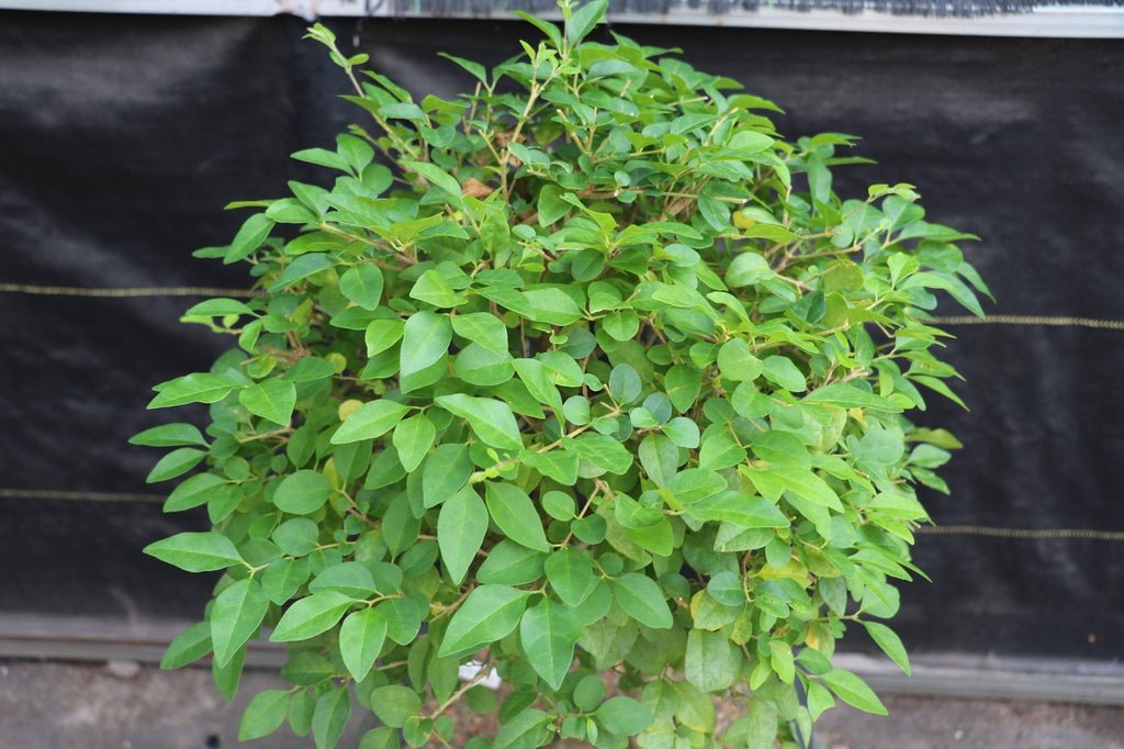 27 Year Old Flowering Ligustrum Curved Trunk Specimen Bonsai Tree Canopy