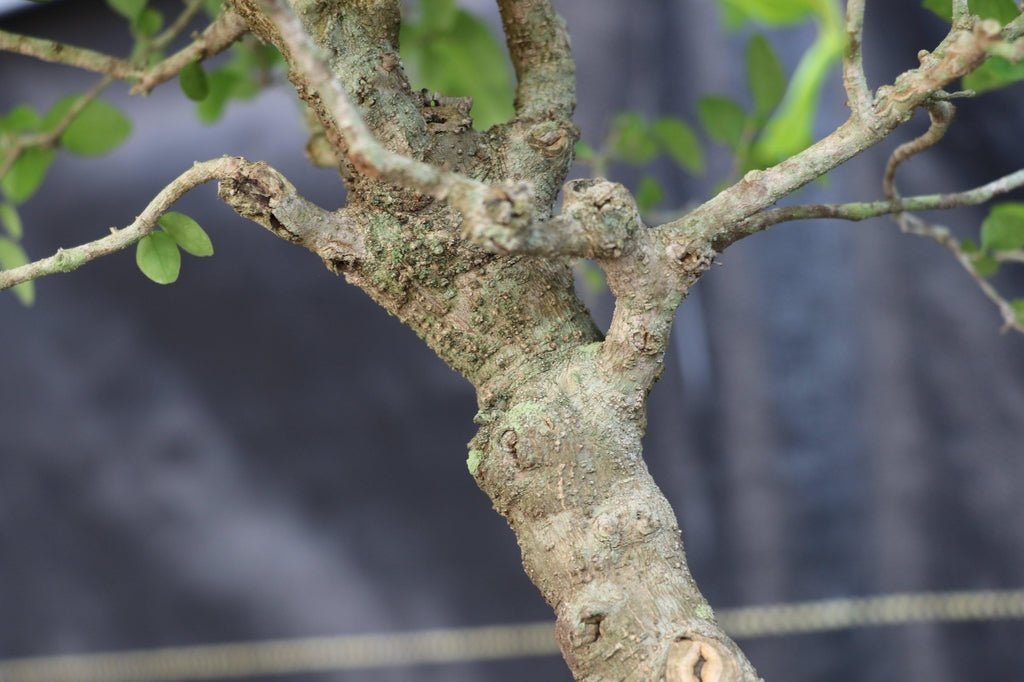 27 Year Old Flowering Ligustrum Curved Trunk Specimen Bonsai Tree Branches