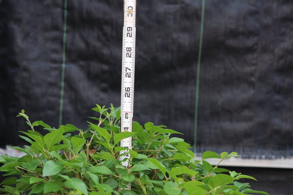 27 Year Old Flowering Ligustrum Curved Trunk Specimen Bonsai Tree Height