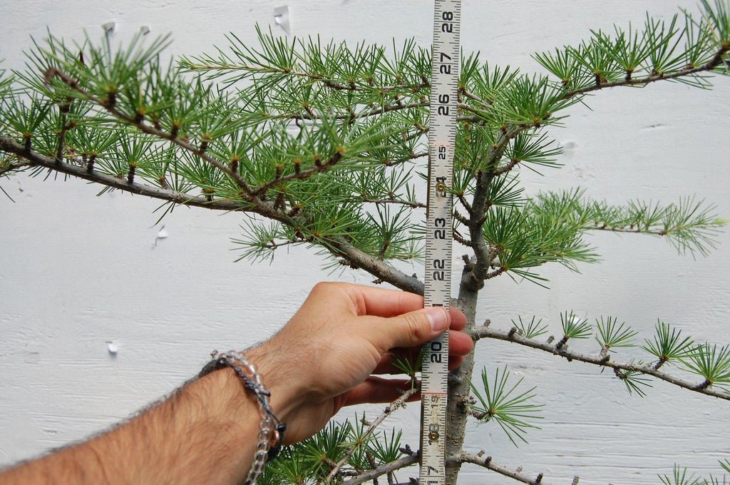 Himalayan Cedar Bonsai Tree Needles Height