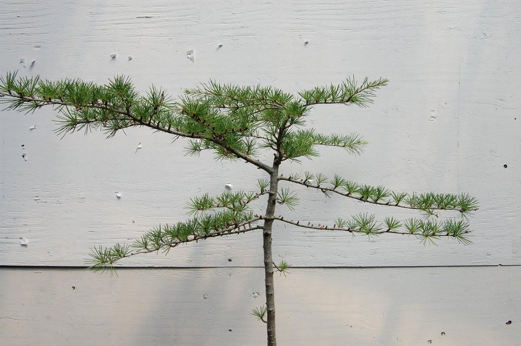 Himalayan Cedar Specimen Bonsai Tree Canopy