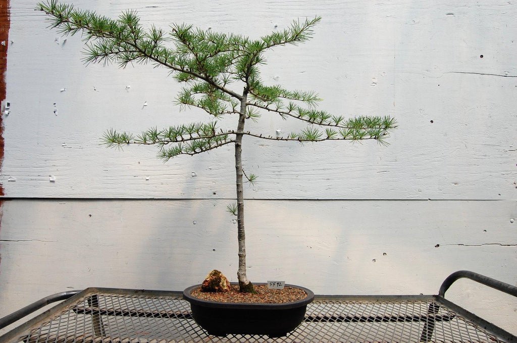Himalayan Cedar Specimen Bonsai Tree