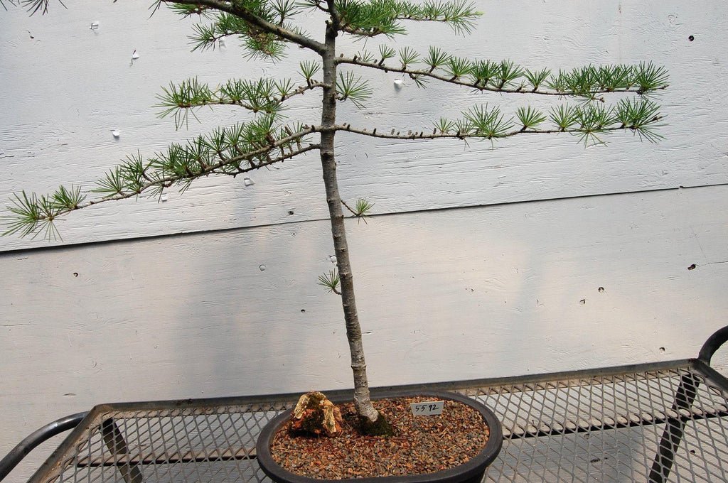 Himalayan Cedar Specimen Bonsai Tree Profile