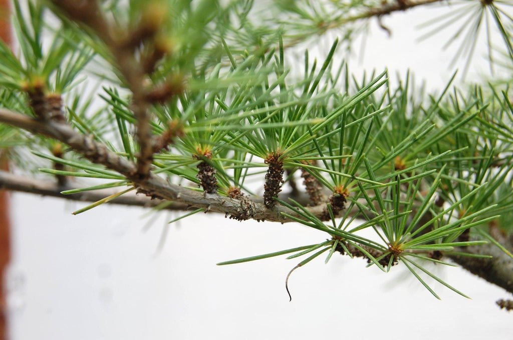 Himalayan Cedar Bonsai Tree Needles
