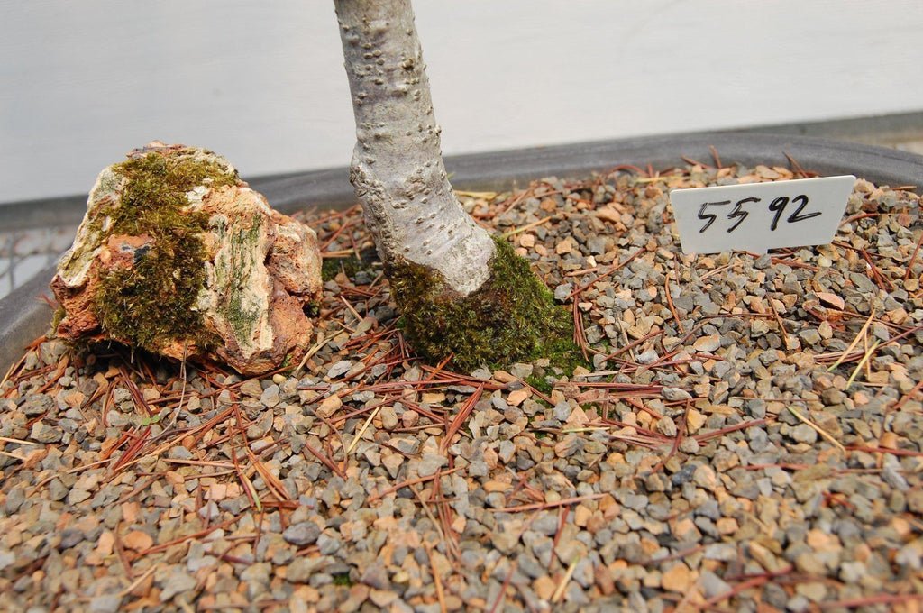 Himalayan Cedar Bonsai Tree Needles Trunk