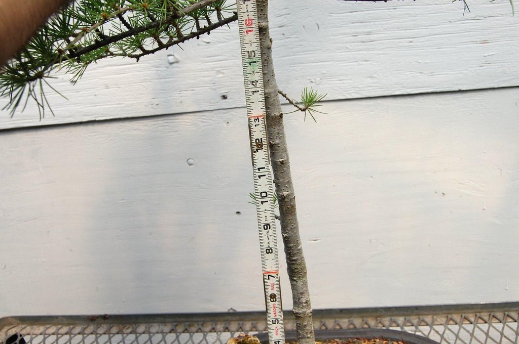 Himalayan Cedar Bonsai Tree Needles Trunk Height