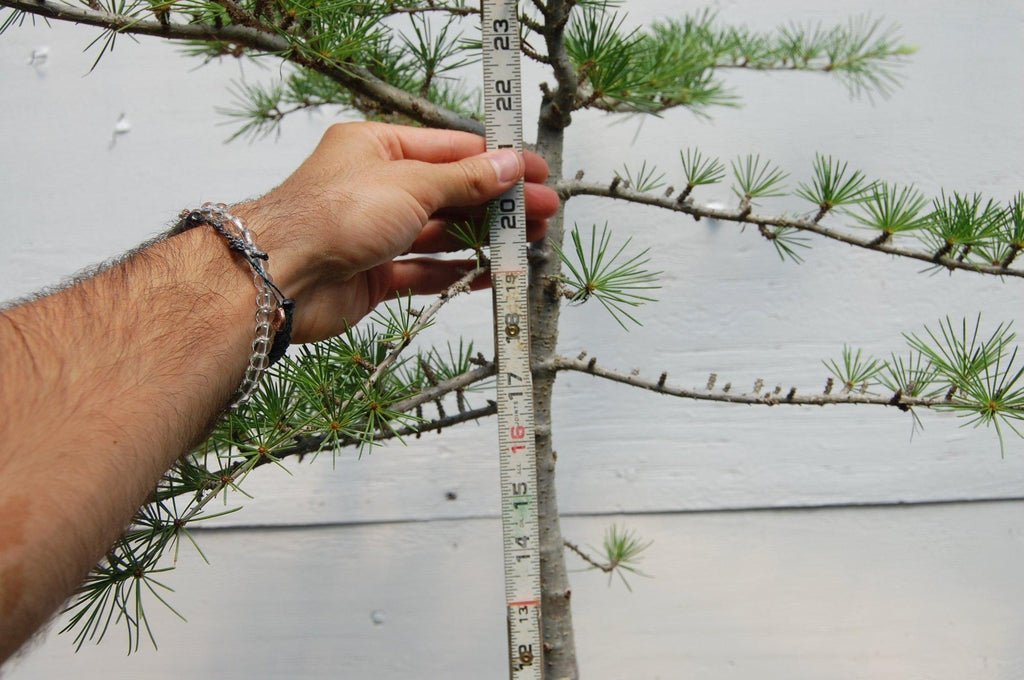 Himalayan Cedar Bonsai Tree Needles Size