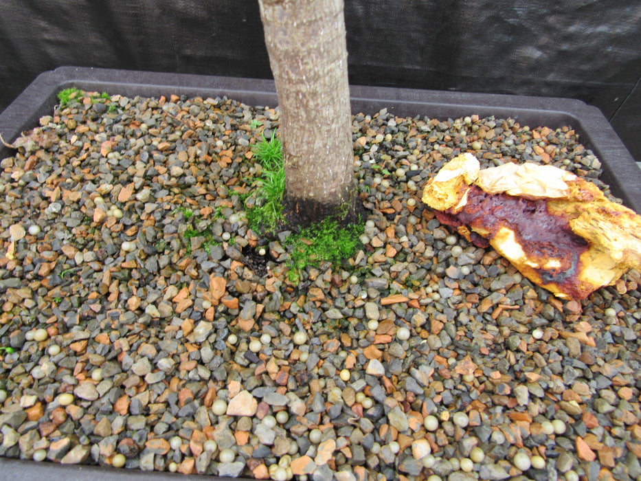27 Year Old Variegated Japanese Maple Specimen Bonsai Tree Trunk