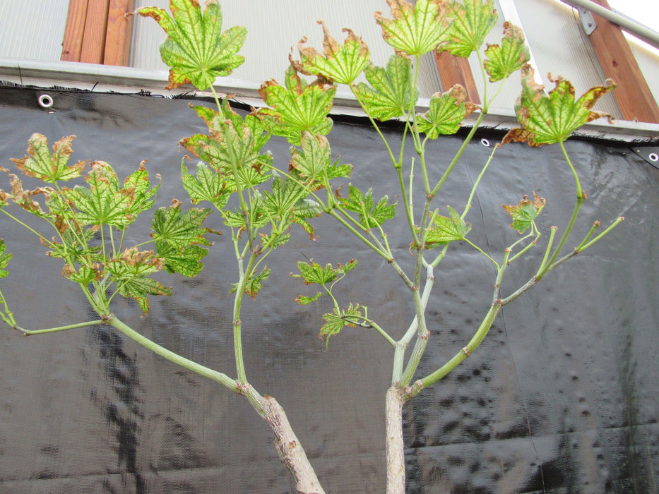 27 Year Old Variegated Japanese Maple Specimen Bonsai Tree Upward