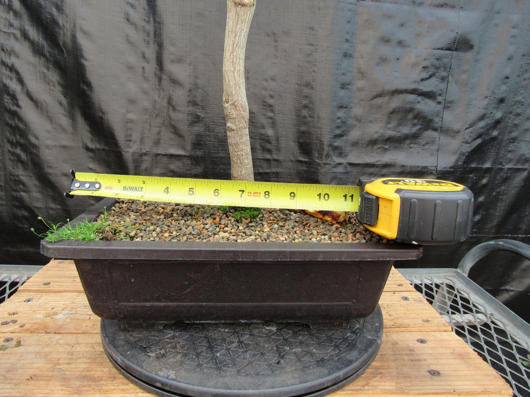 27 Year Old Variegated Japanese Maple Specimen Bonsai Tree Width