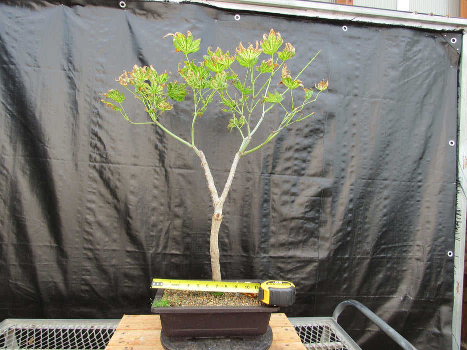 27 Year Old Variegated Japanese Maple Specimen Bonsai Tree Size