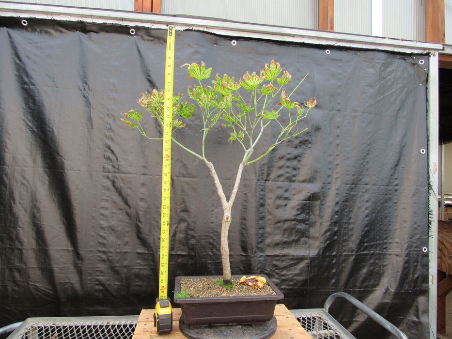 27 Year Old Variegated Japanese Maple Specimen Bonsai Tree Height