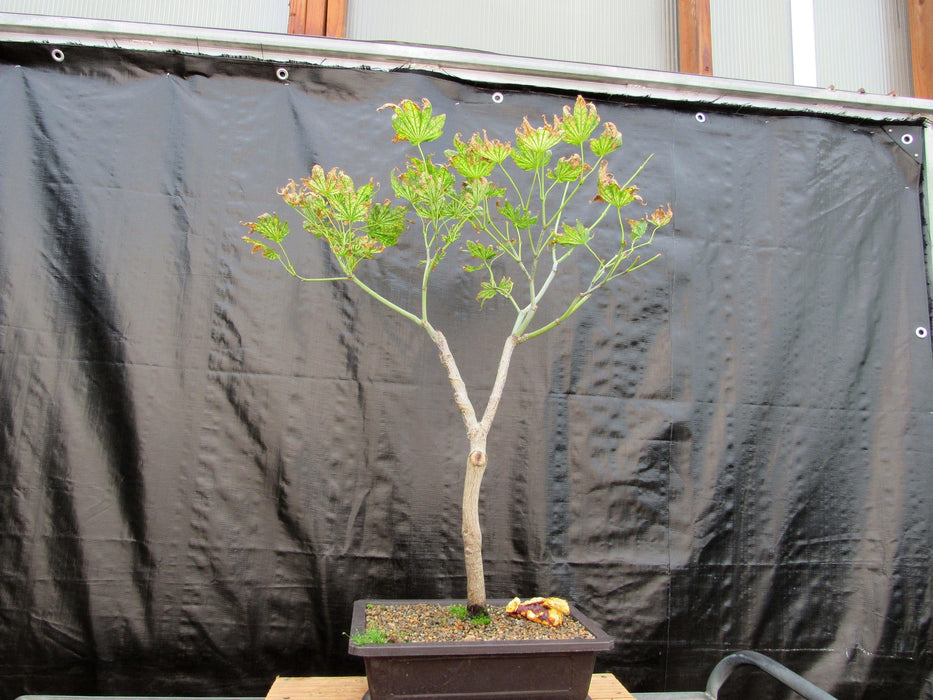 27 Year Old Variegated Japanese Maple Specimen Bonsai Tree Profile
