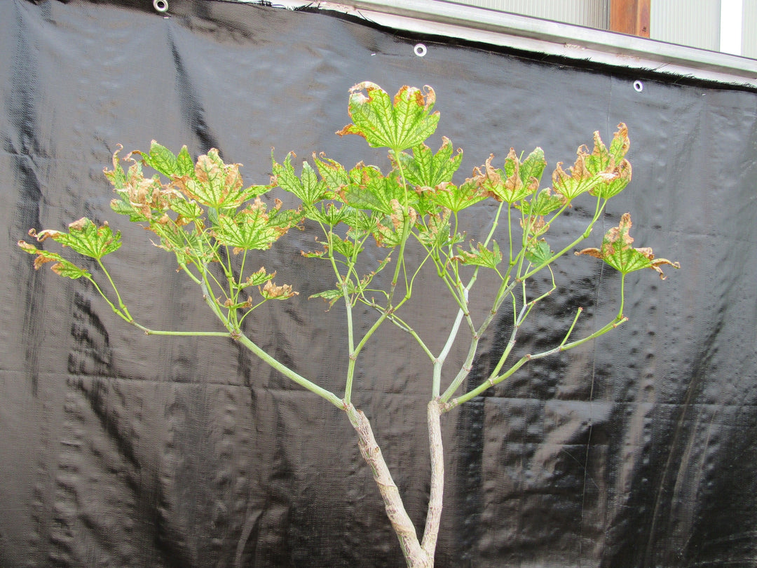 27 Year Old Variegated Japanese Maple Specimen Bonsai Tree Leaves