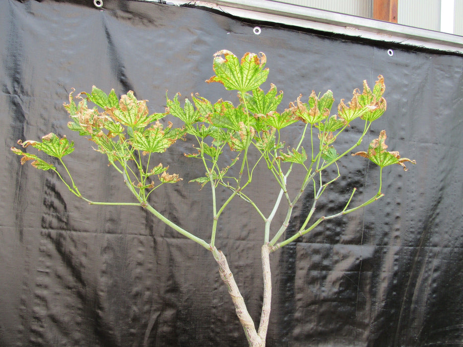 27 Year Old Variegated Japanese Maple Specimen Bonsai Tree Leaves