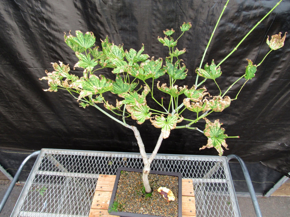 27 Year Old Variegated Japanese Maple Specimen Bonsai Tree Canopy