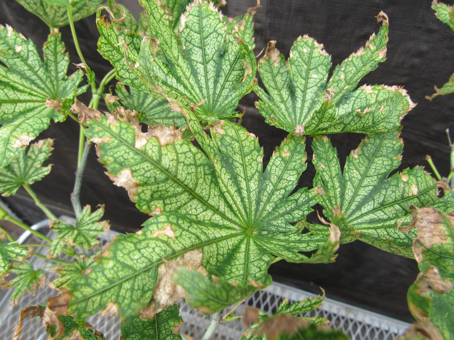 27 Year Old Variegated Japanese Maple Specimen Bonsai Tree Leaf