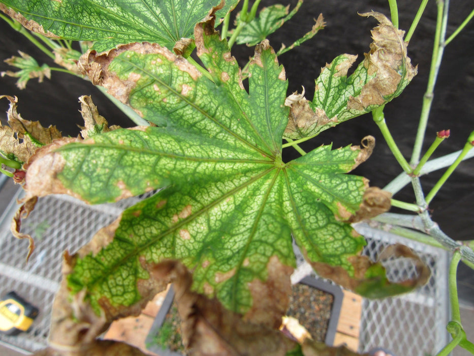 27 Year Old Variegated Japanese Maple Specimen Bonsai Tree Fall Foliage