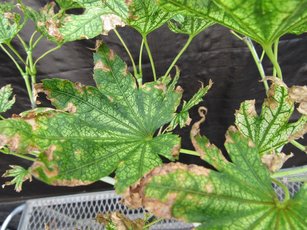 27 Year Old Variegated Japanese Maple Specimen Bonsai Tree Unique Leaves