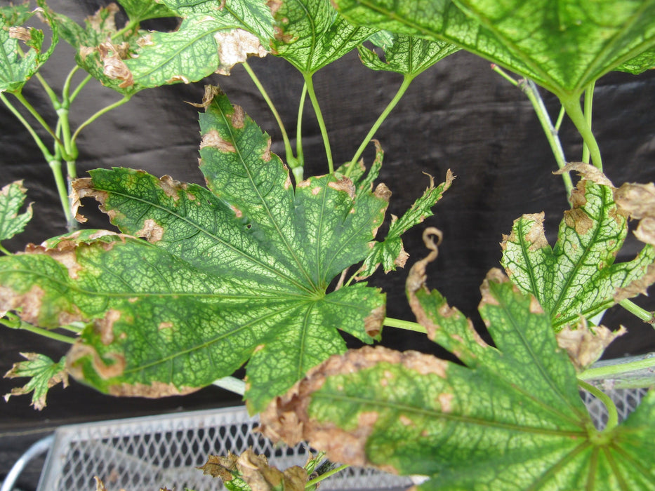 27 Year Old Variegated Japanese Maple Specimen Bonsai Tree Unique Leaves