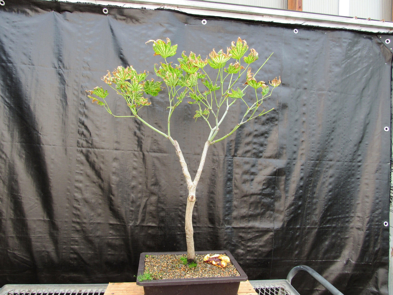 27 Year Old Variegated Japanese Maple Specimen Bonsai Tree