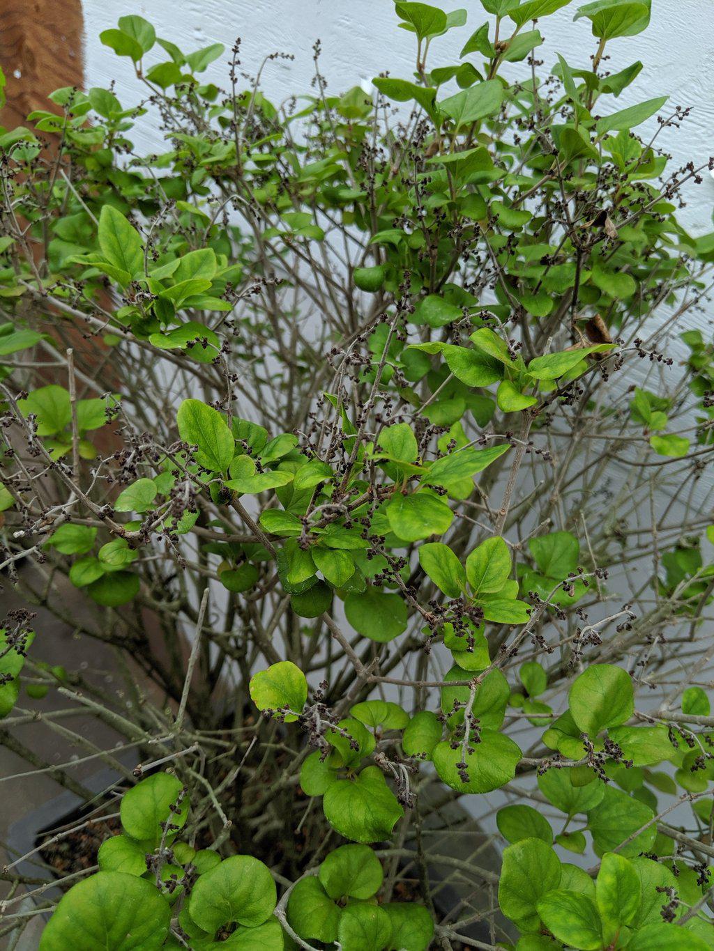 27 year old Dwarf Korean Lilac Specimen Bonsai Tree