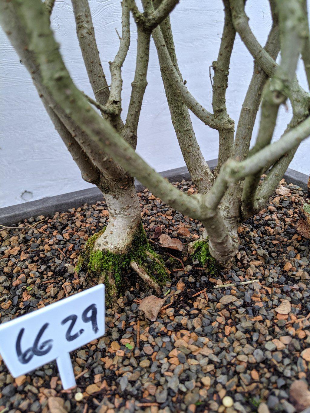 27 year old Dwarf Korean Lilac Specimen Bonsai Tree