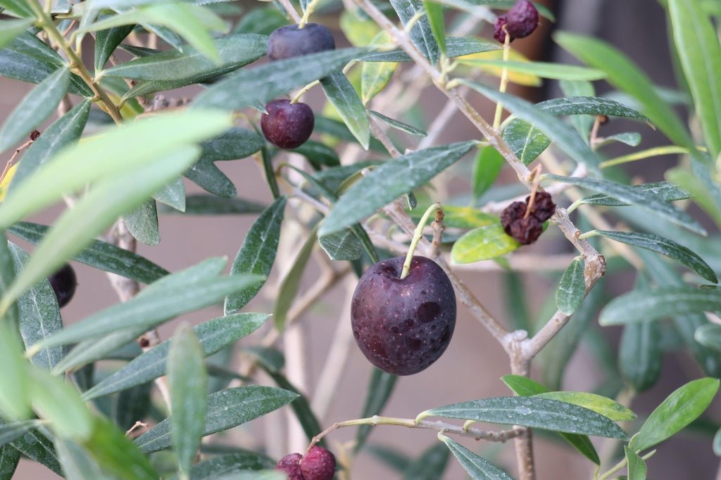 28 Year Old European Olive Specimen Bonsai Tree Fruit