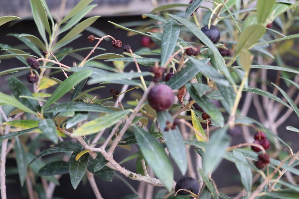 28 Year Old European Olive Specimen Bonsai Tree Foliage