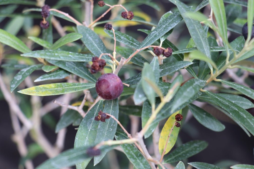 28 Year Old European Olive Specimen Bonsai Tree With Olives