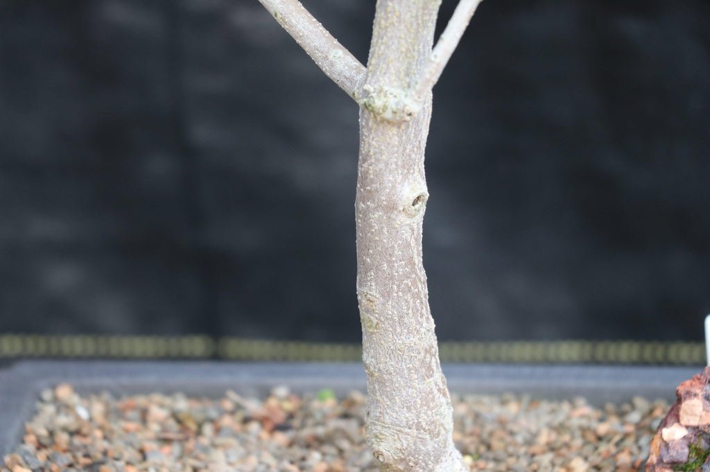 28 Year Old European Olive Specimen Bonsai Tree Trunk