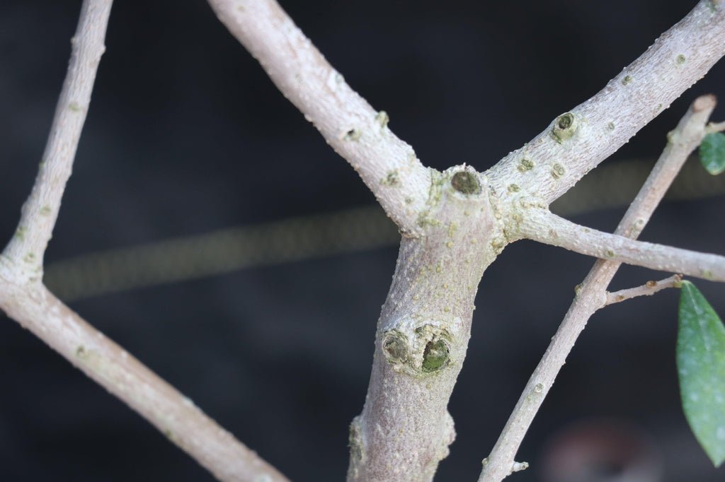 28 Year Old European Olive Specimen Bonsai Tree Bark