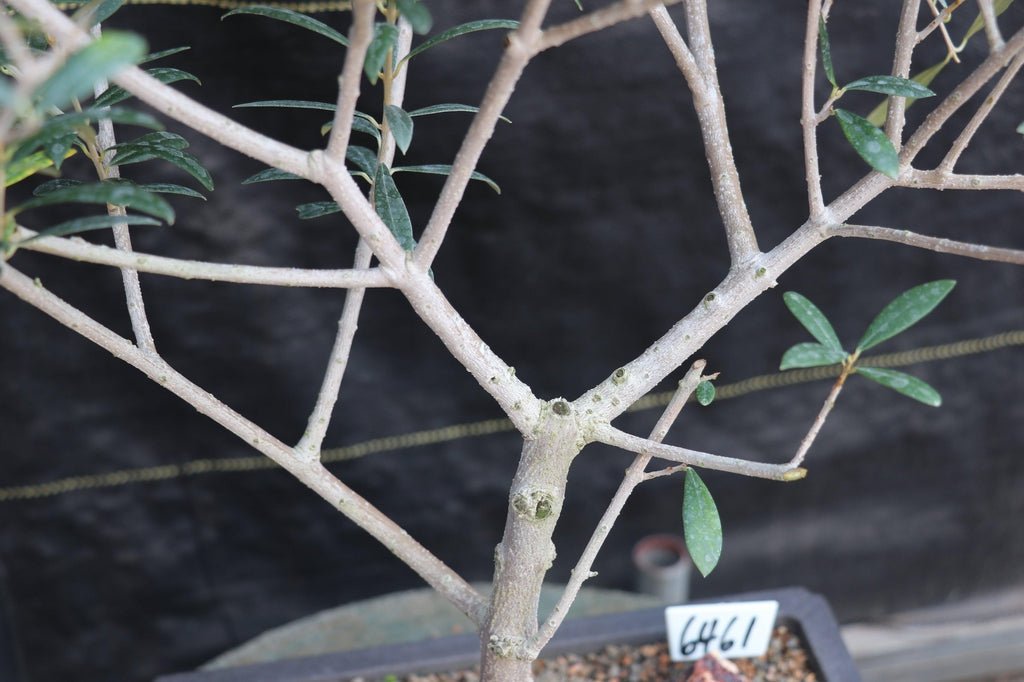 28 Year Old European Olive Specimen Bonsai Tree Branches