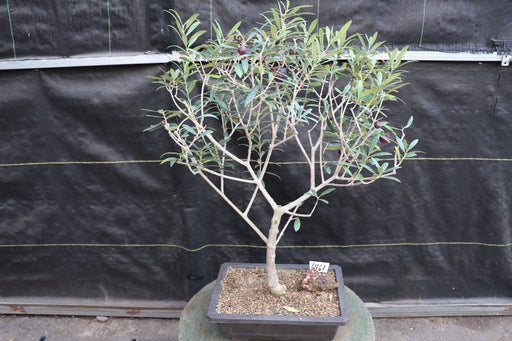 28 Year Old European Olive Specimen Bonsai Tree