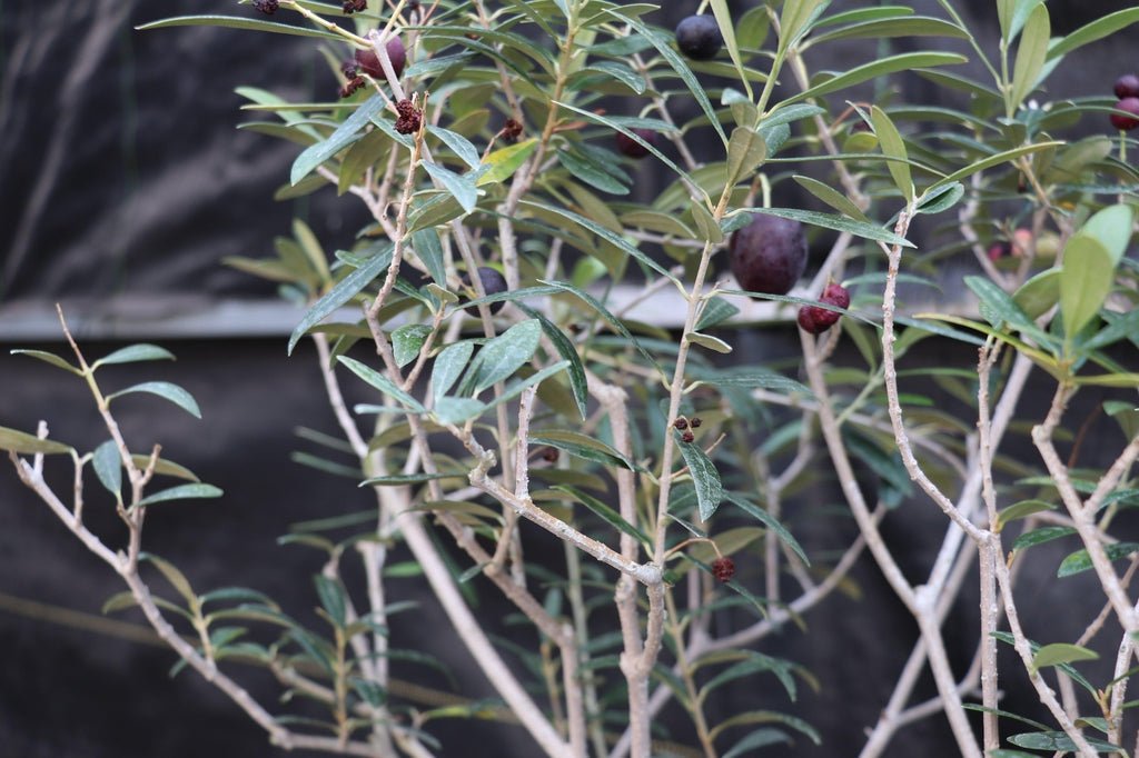 28 Year Old European Olive Specimen Bonsai Tree Leaves