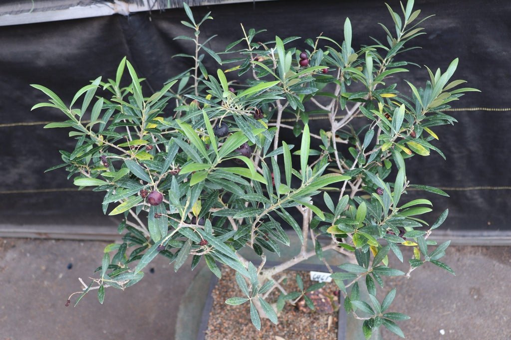 28 Year Old European Olive Specimen Bonsai Tree Canopy