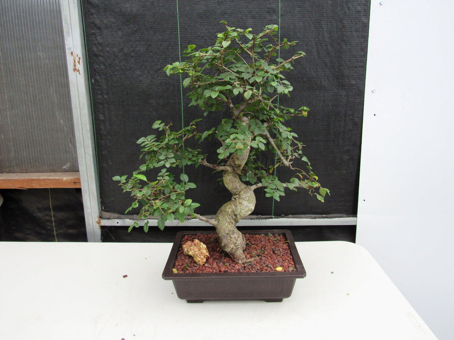 29 Year Old Chinese Elm Specimen Curved Trunk Bonsai Tree Back