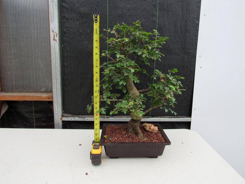 29 Year Old Chinese Elm Specimen Curved Trunk Bonsai Tree Height