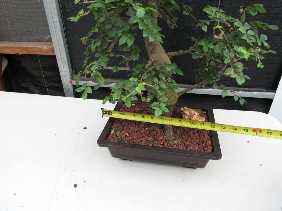 29 Year Old Chinese Elm Specimen Curved Trunk Bonsai Tree Size