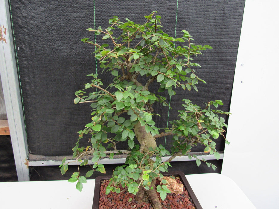 29 Year Old Chinese Elm Specimen Curved Trunk Bonsai Tree Foliage