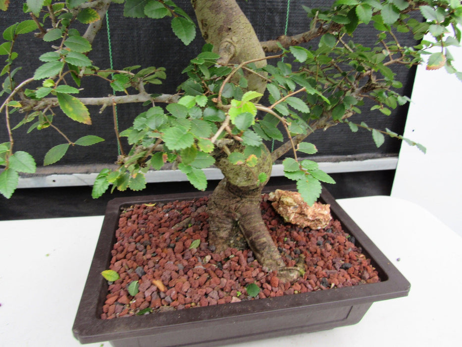 29 Year Old Chinese Elm Specimen Curved Trunk Bonsai Tree Leaves