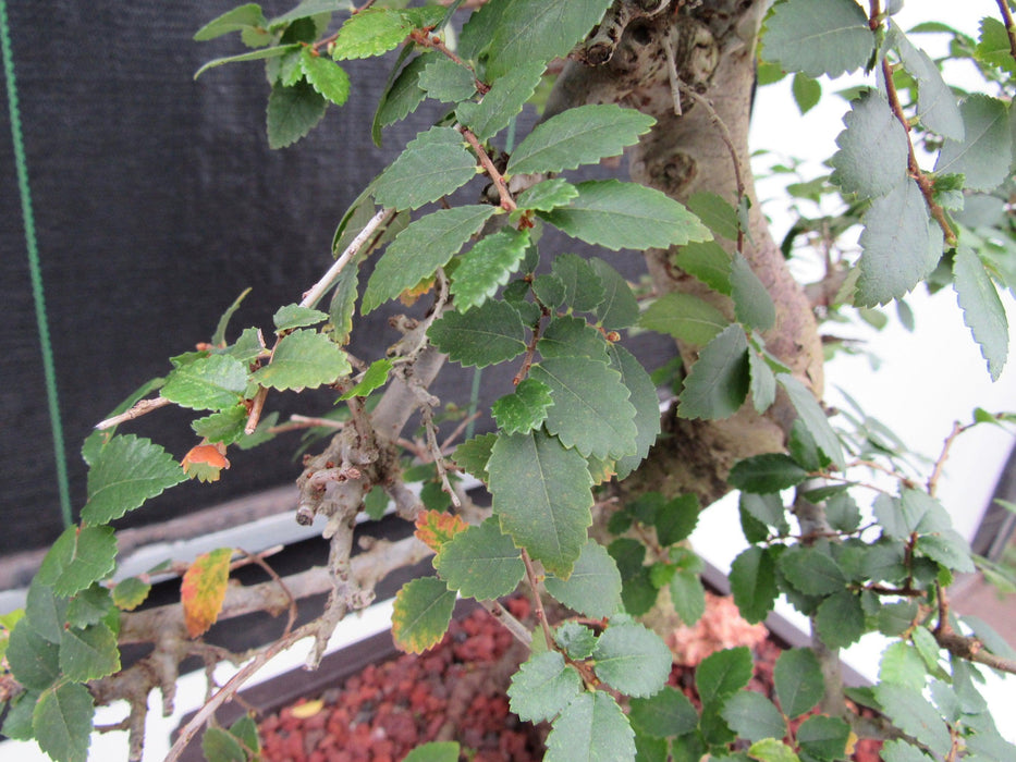 29 Year Old Chinese Elm Specimen Curved Trunk Bonsai Tree New Growth